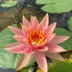 Leknín SVĚTLE růžový - Colorado