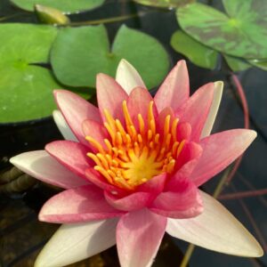 Leknín oranžový - Comanche