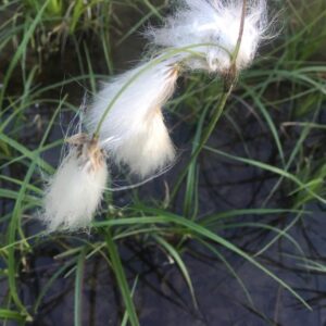 Suchopýr úzkolistý -Eriophorum angustifolium