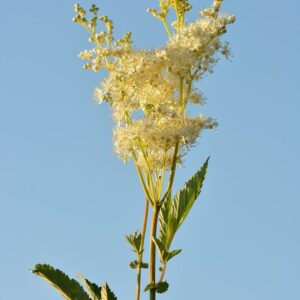 Tužebník jilmový - Filipendula ulmaria