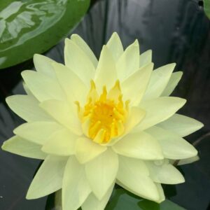 Leknín žlutý - Lemon chifon