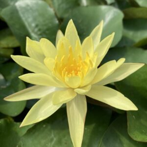 Leknín žlutý - Nymphaea Mexicana