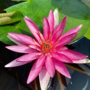 Leknín červený Newton