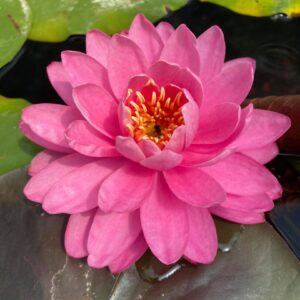 Leknín růžový - Perry´s Fire Opal