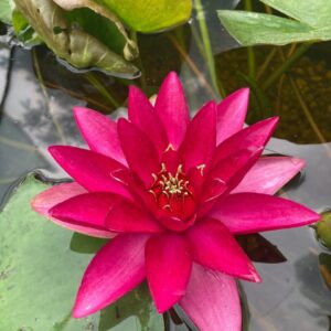 Leknín tmavě červený - William Falconer