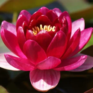 Leknín červený - Perry's Baby Red