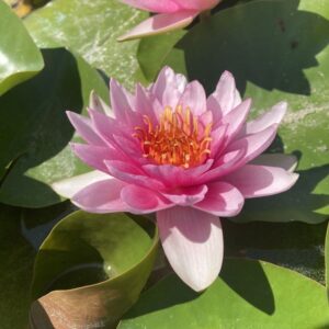 Leknín červený Darwin