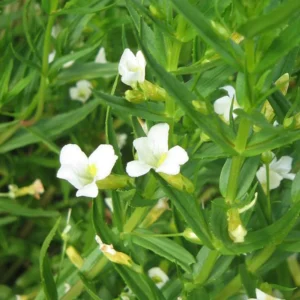 Konitrud lékařský - GRATIOLLA officinalis