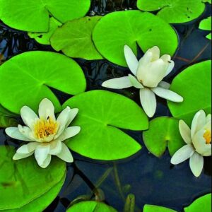 Leknín bílý - Nymphaea alba (bílý květ)