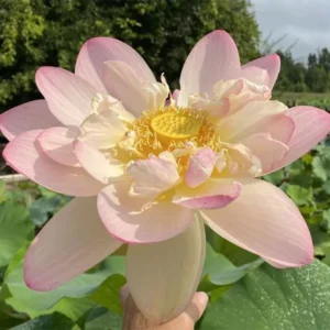 Lotos - Mrs. Perry's D. Slocum