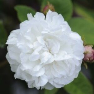 Comtesse de Murinais