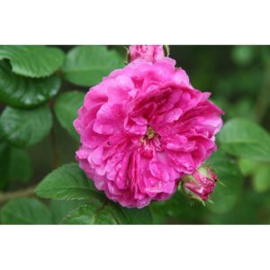 Corporal Johann Nagy