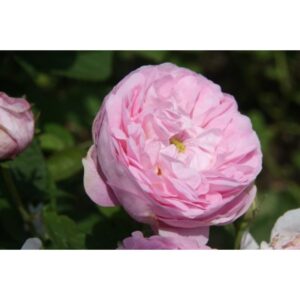 Duchesse de Montebello