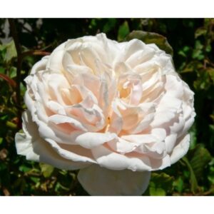 Mme Alfred Carriére