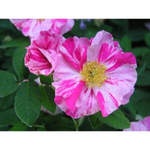 R. gallica versicolor (R. Mundi)