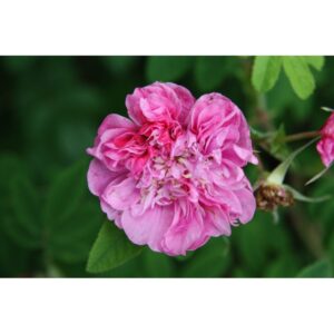Rosa majalis foecundissima