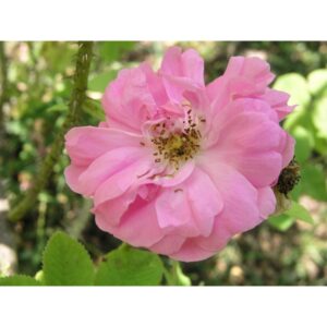 R. x damascena Mill.