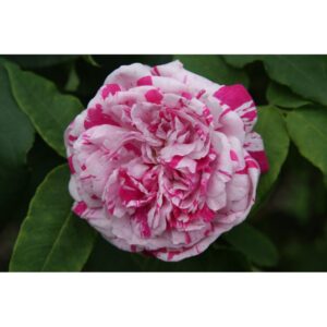 Variegata di Bologna